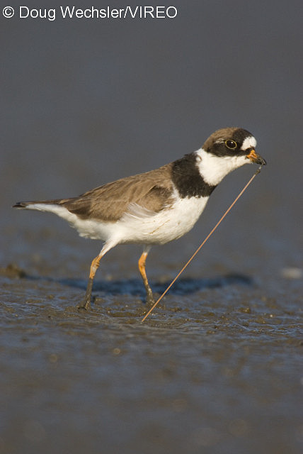Semipalmated Plover w02-53-205.jpg